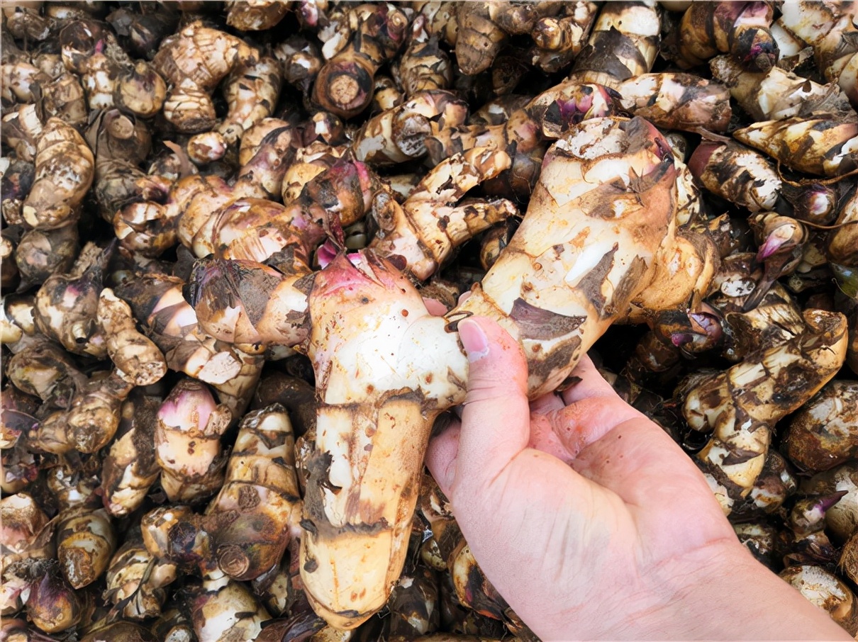 芭蕉芋淀粉加工机器价钱,芭蕉芋淀粉小型加工设备