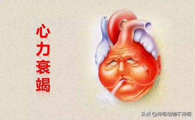 致命毒蝎号称“穷人的*品毒**”，巴铁还把它当烟抽，它有什么魔力？