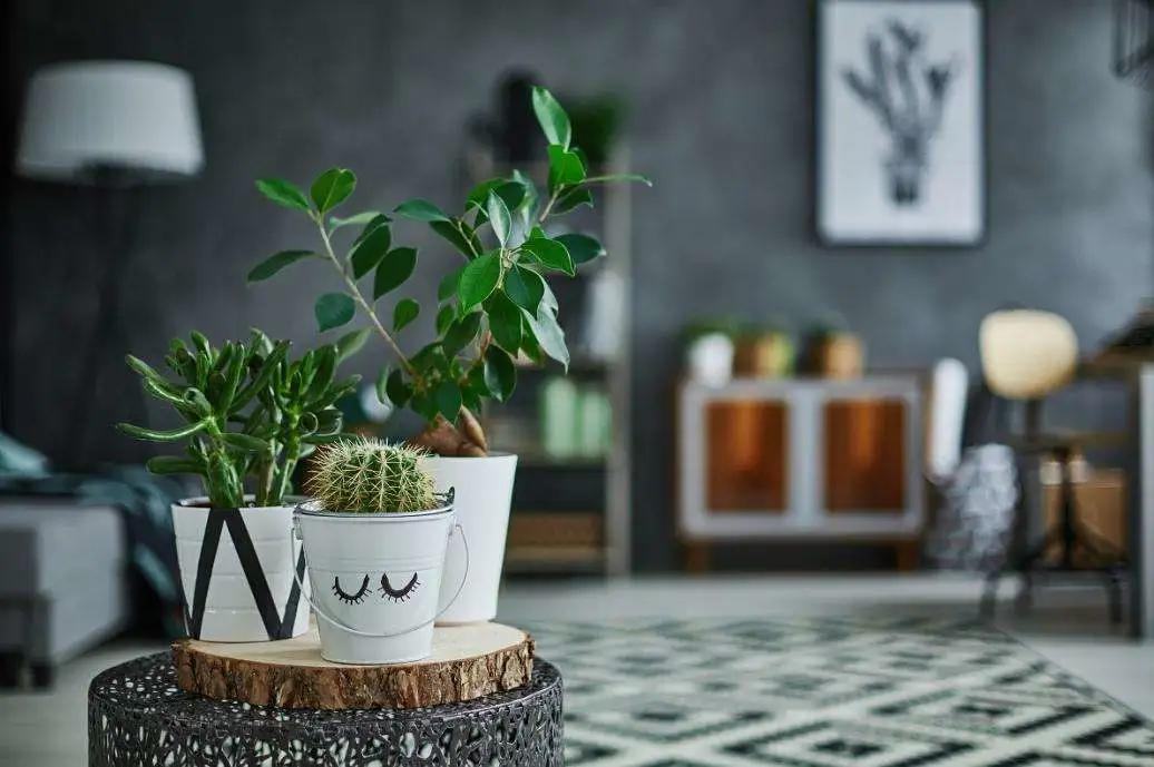 家居绿植可不能随便摆~