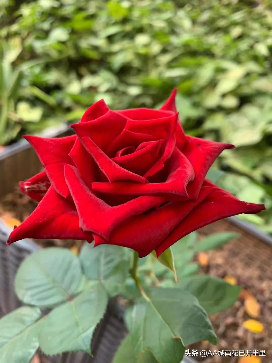 中国知网是纯独立外资，网友：我*载下**自己的论文还要付费