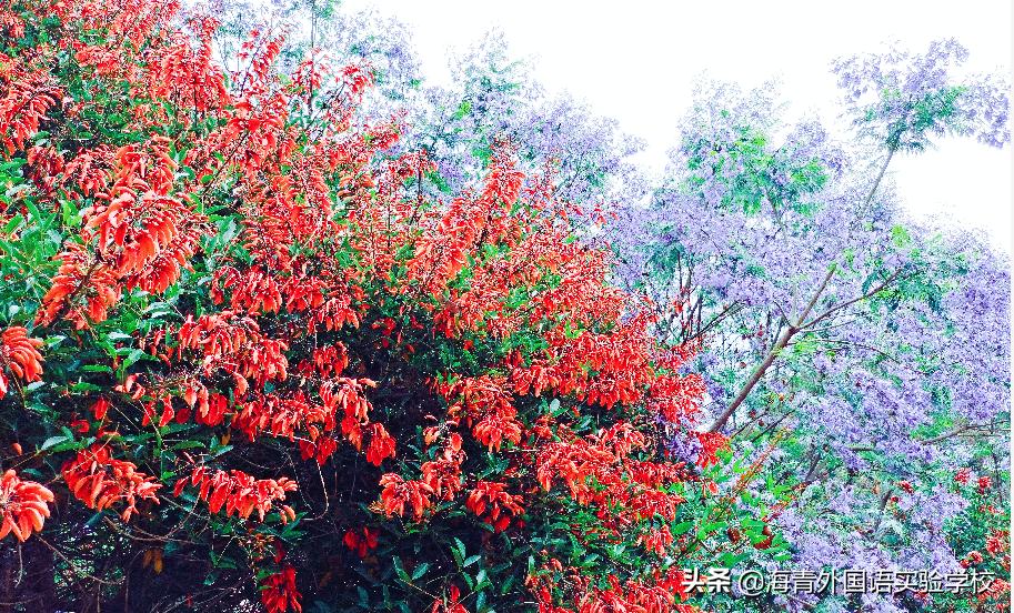 乐数学之趣味展思维之魅力——海青第二届“海数杯”素养大赛启动