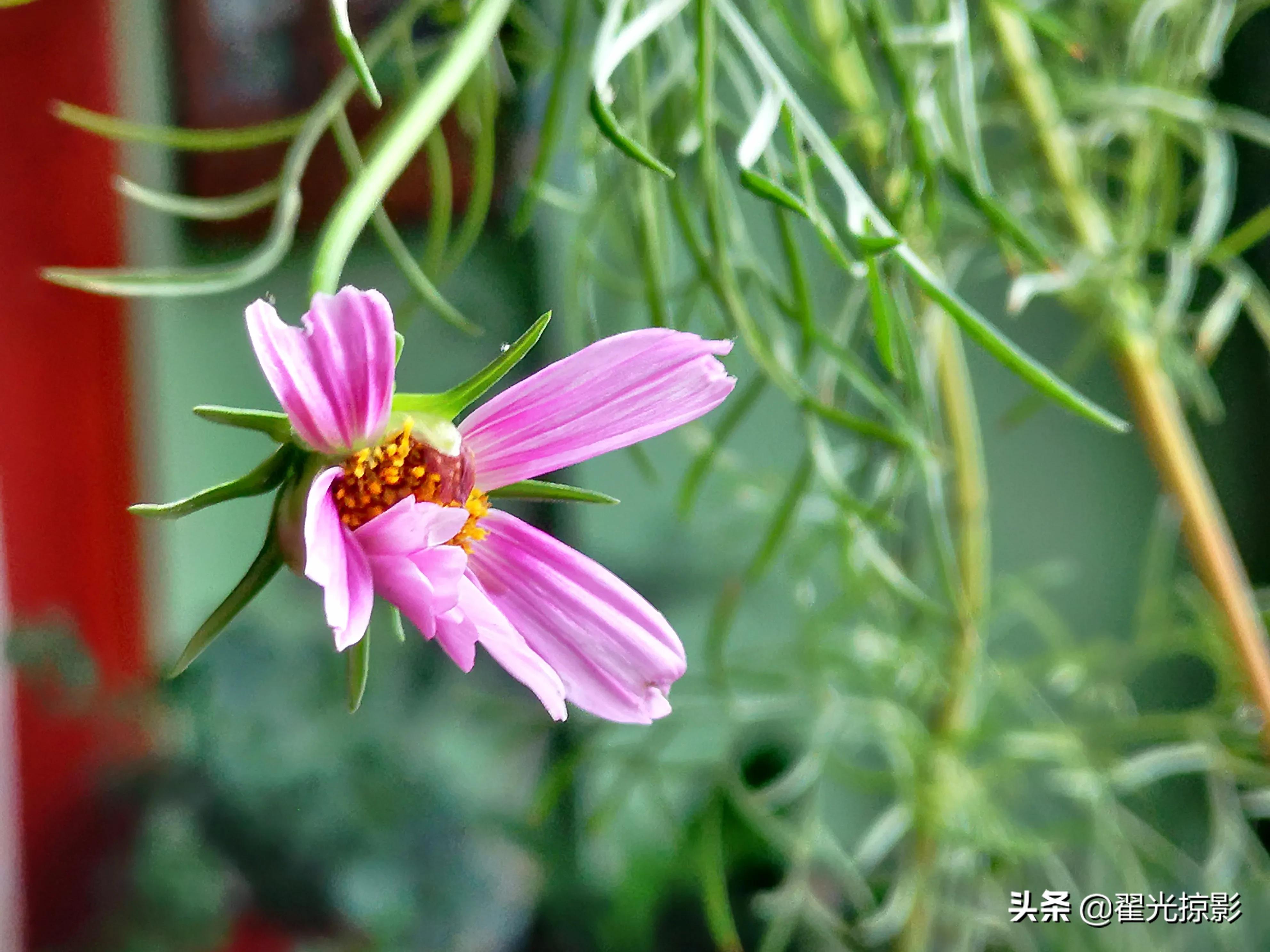 波斯菊坚强,波斯菊的秘密