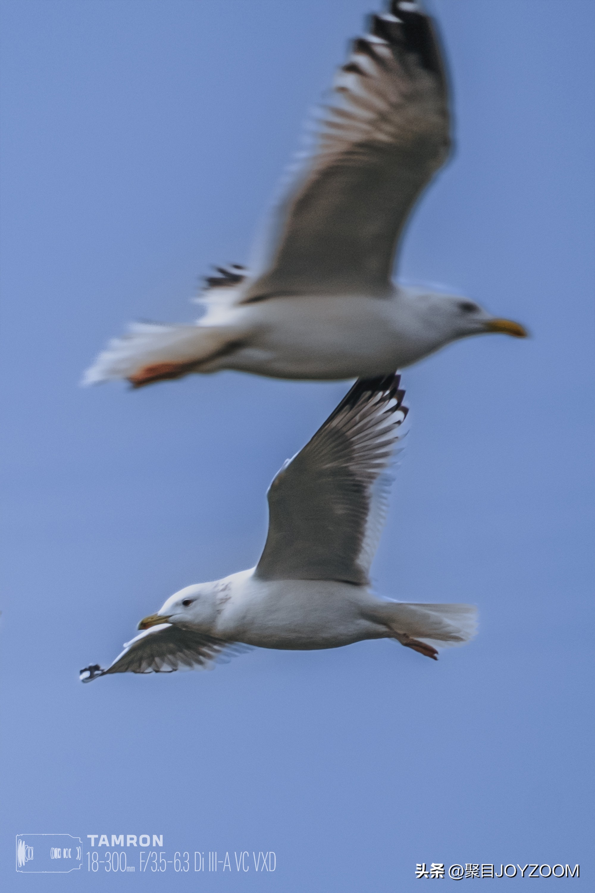 做道单选题：腾龙18-300mmf/3.5-6.3DiIII-AVCVXD镜头使用分享