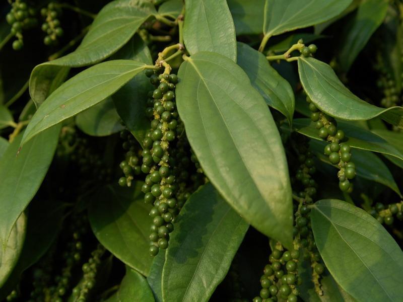 胡椒是属于什么香料,胡椒是什么样的颗粒