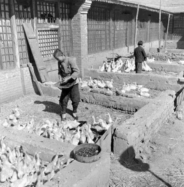 鐧鹃笩楦ｆ槬楂樻竻鍥剧墖,鐧鹃笩楦ｆ槬椋庢櫙瑙嗛