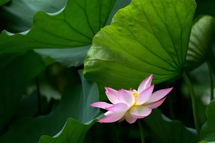 鱼荷花图片唯美高清大图,手机壁纸荷花高清唯美图片