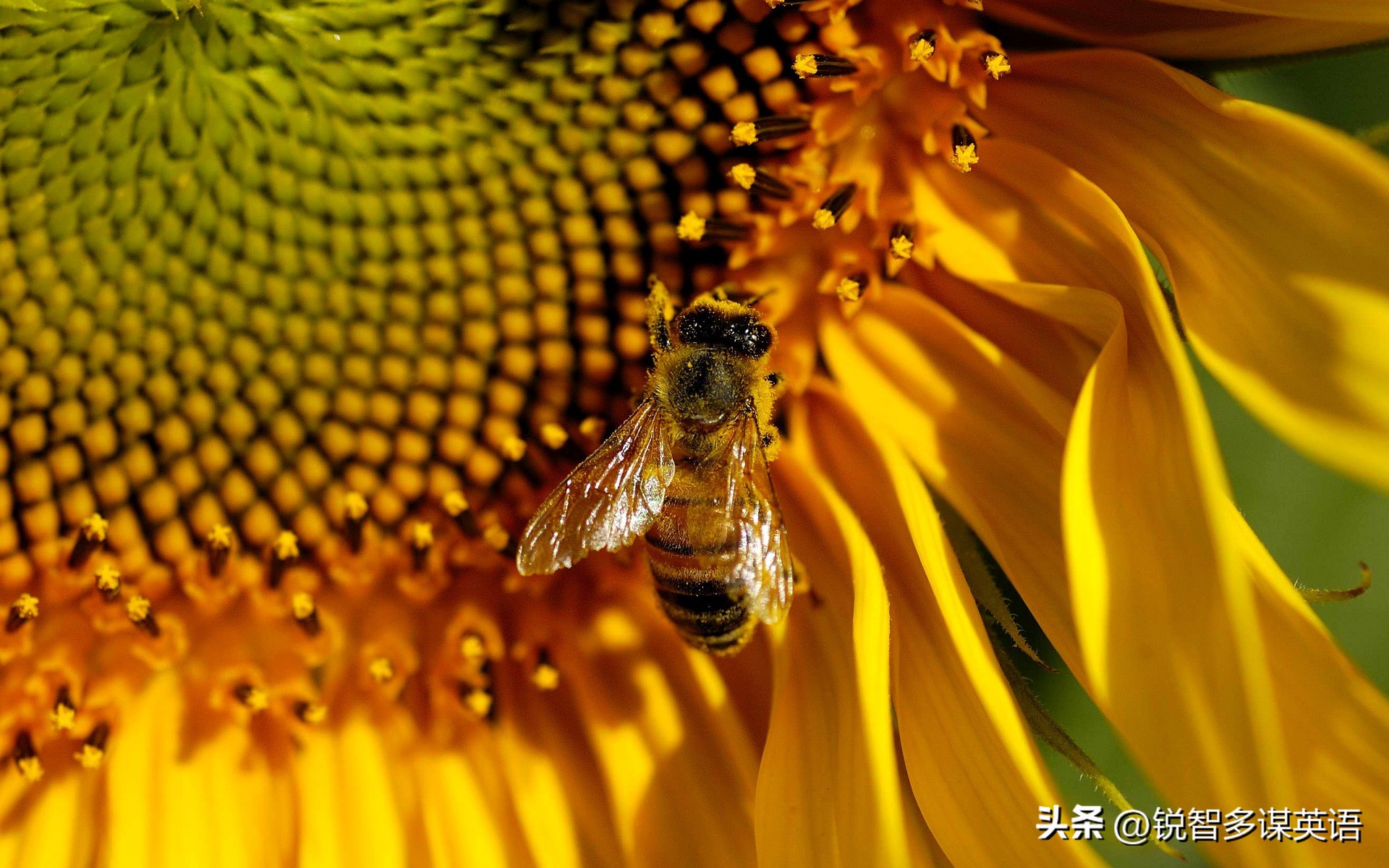 可爱的动物英语单词,可爱的动物英语名字