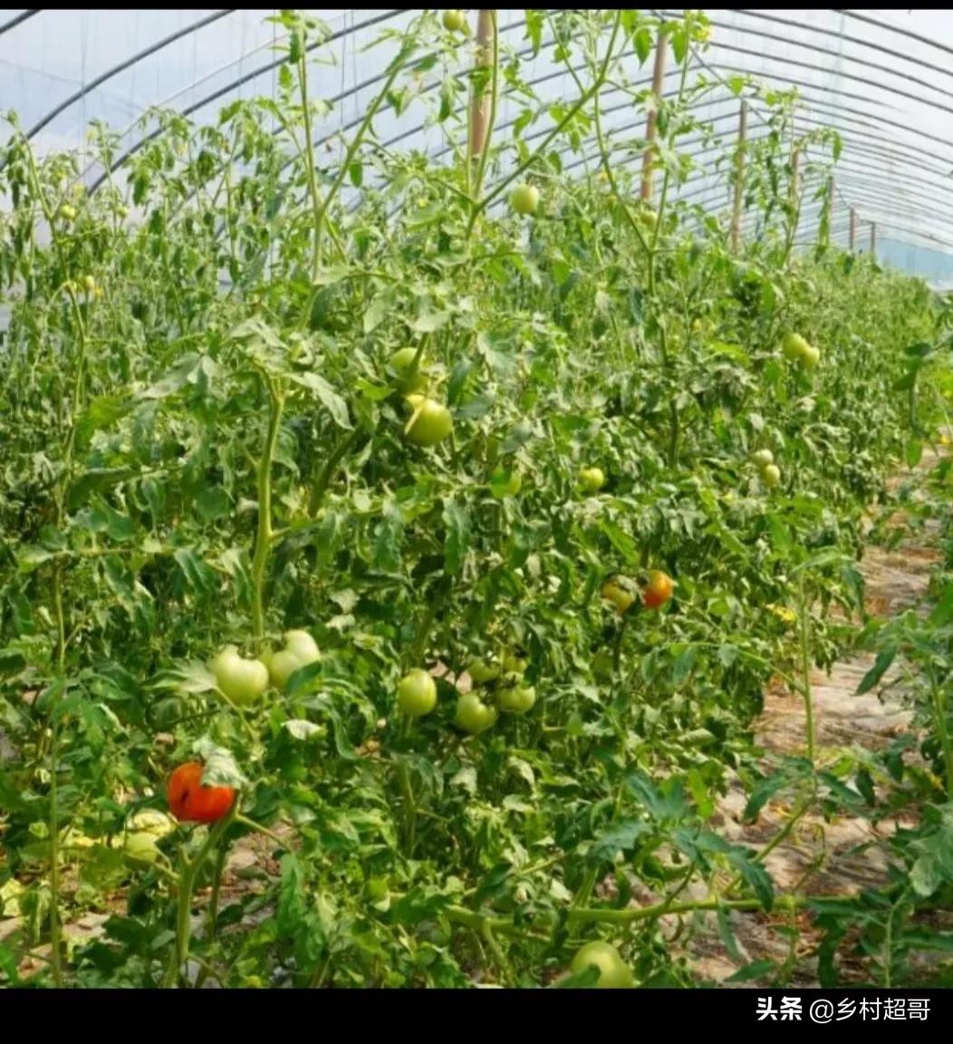 农村的赚钱门路是哪些,农村无成本挣钱的门道