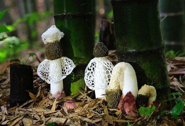 卧虎藏龙竹林拍摄地在蜀南竹海吗,卧虎藏龙取景地蜀南竹海吊威亚