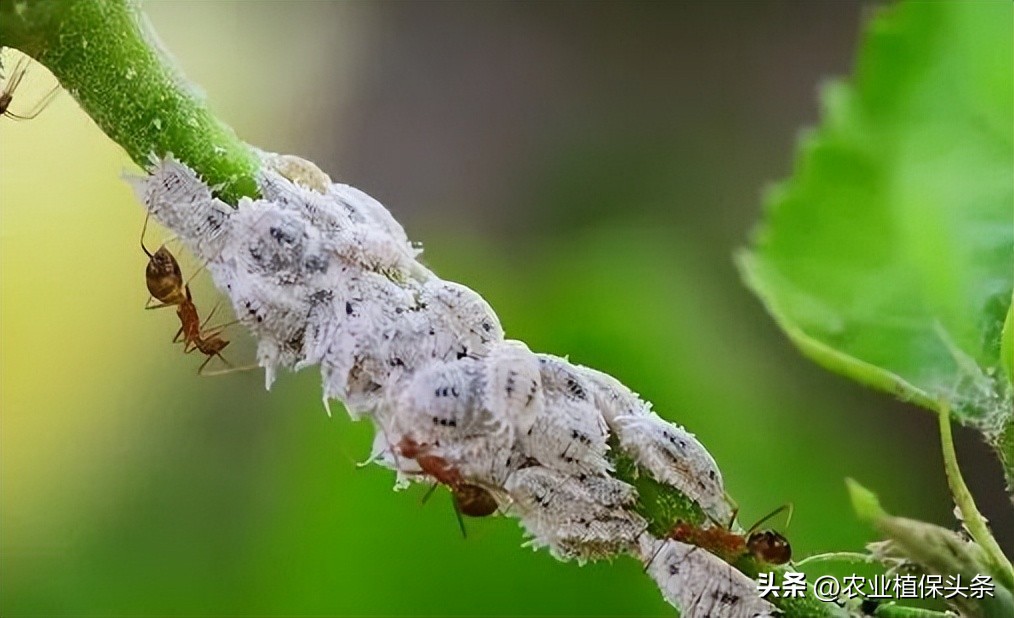 昆虫和害虫种类,昆虫和害虫的分类