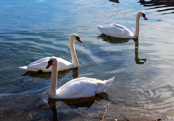 旅欧见闻德国人为什么热衷于学习中文瑞士很富有但还是很小气