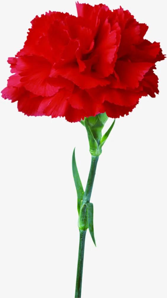 康乃馨花束壁纸,康乃馨壁纸手机超清全面屏