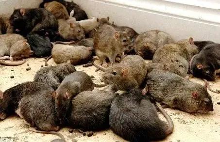 床上吃东西老鼠把耳朵咬掉了,睡觉被老鼠咬下巴