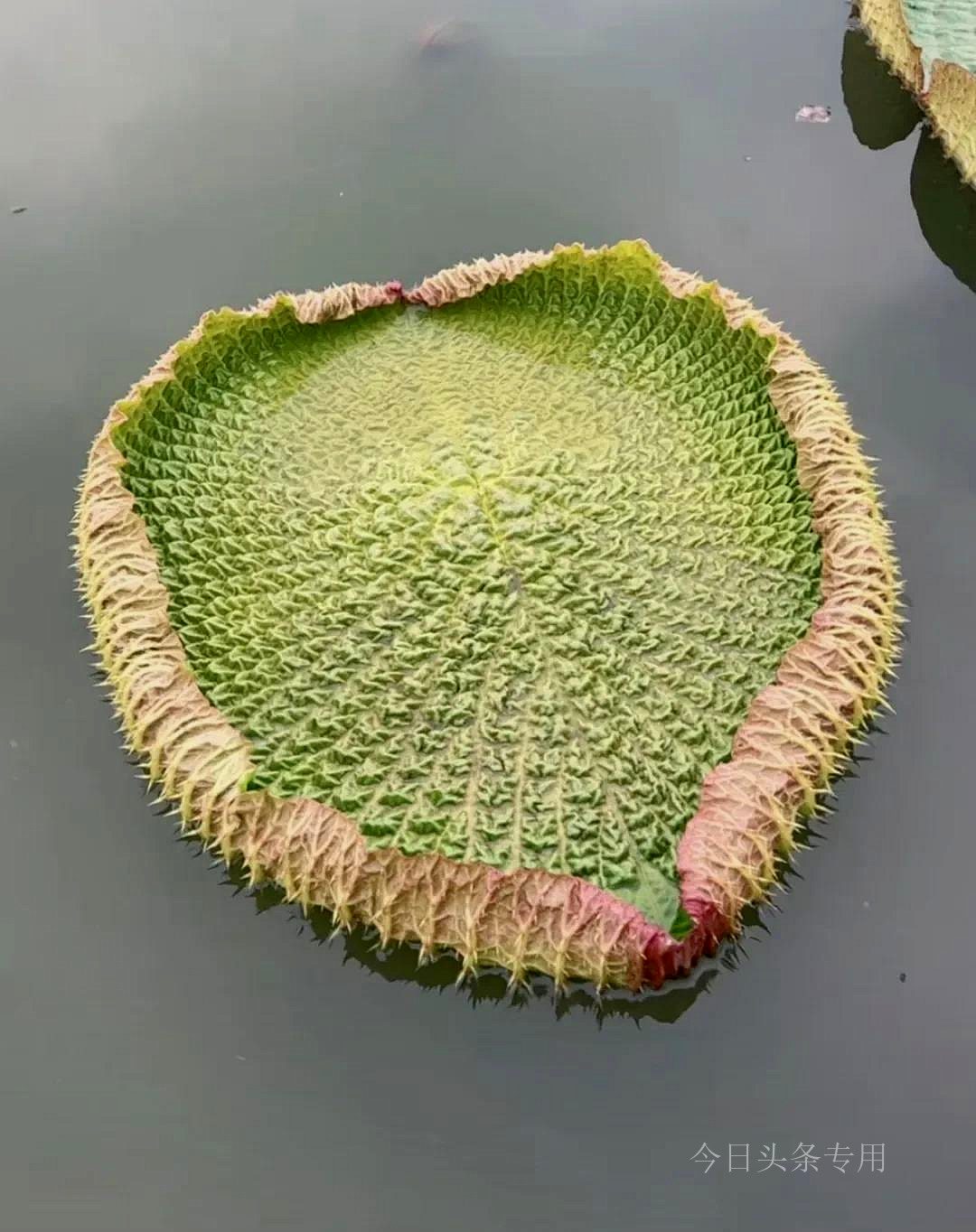 如果不能帮助他人就管好自己,自己的孩子不要去替别人养孩子