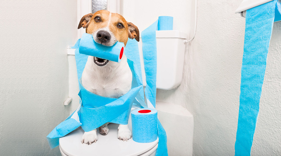 狗狗拉稀了怎么办最有效的办法,狗狗拉稀怎么办有什么应急办法