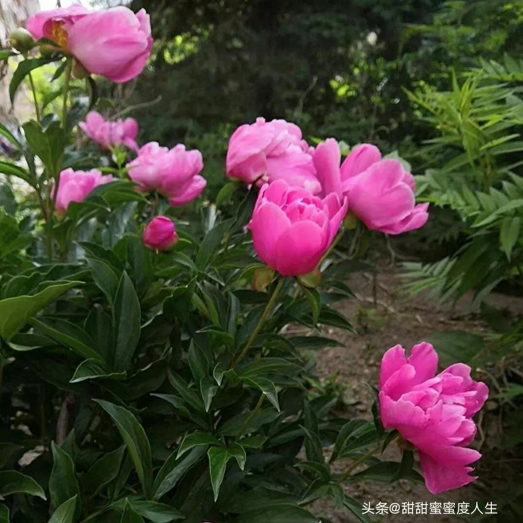 怎么办我想你了,怎么办我想你原唱