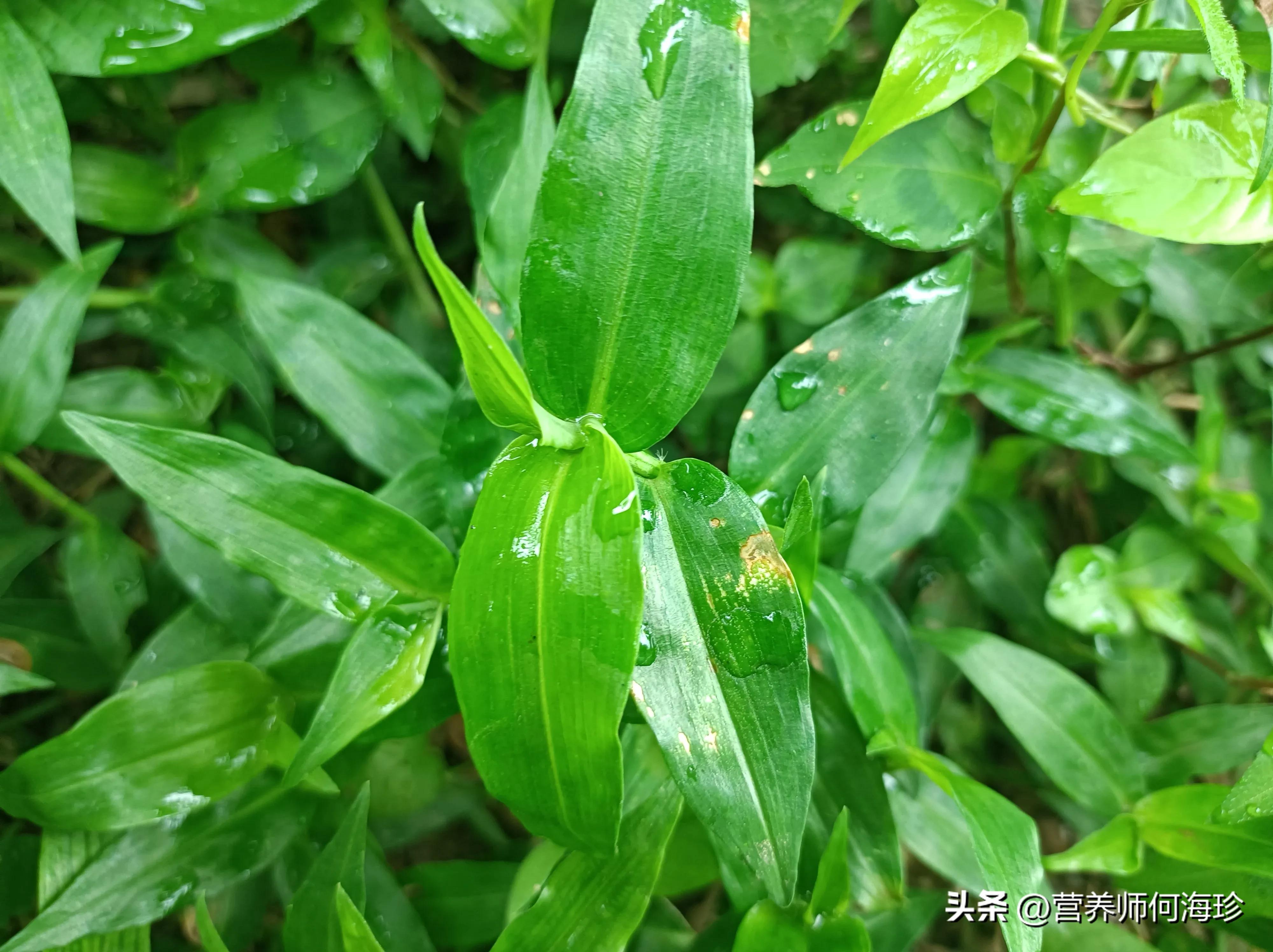 花朵像蝴蝶，曾用来喂猪，懂它的人称为“泻火草”，如今十分珍贵