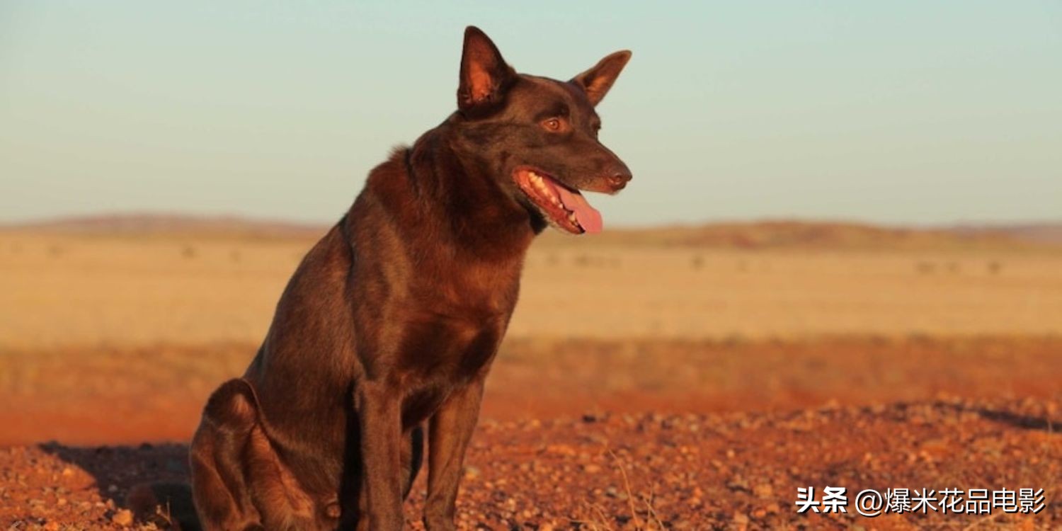 10部悲伤电影,悲伤的狗狗经典影视剪辑