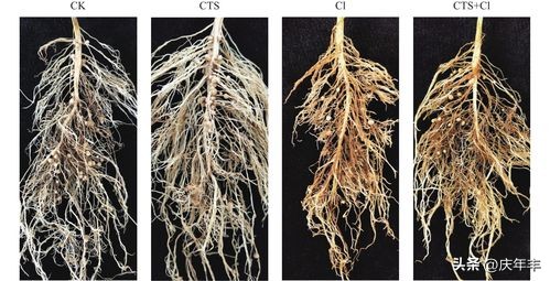 播种时覆土厚度一定要适宜为什么,播种时对土壤的要求