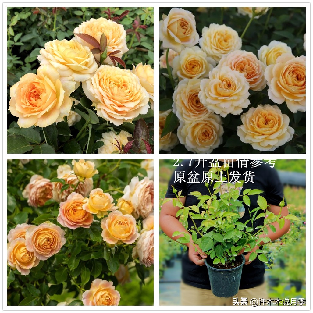 月季嫁接苗好还是扦插苗好,爬藤月季扦插苗好还是嫁接苗好