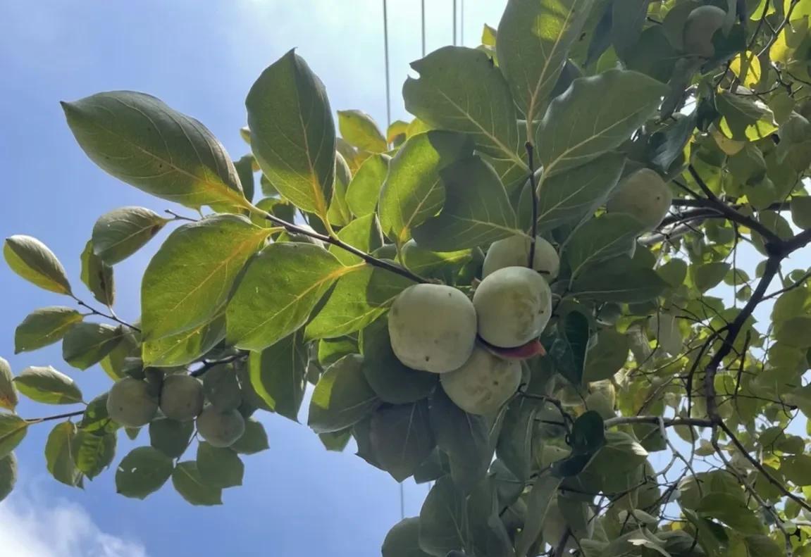 柿子生长期如何防落果,柿子九月份的病虫害管理