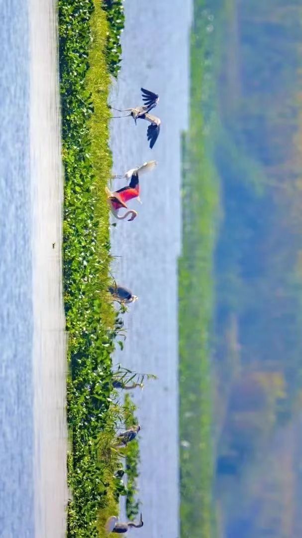 宜居生态城好吗,中法生态城集中建设区