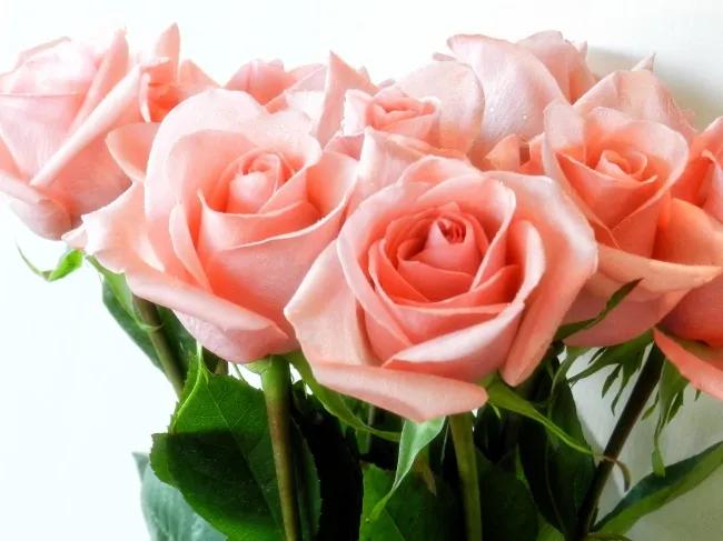 霓裳玫瑰花花语和寓意,各色玫瑰花的花语和寓意