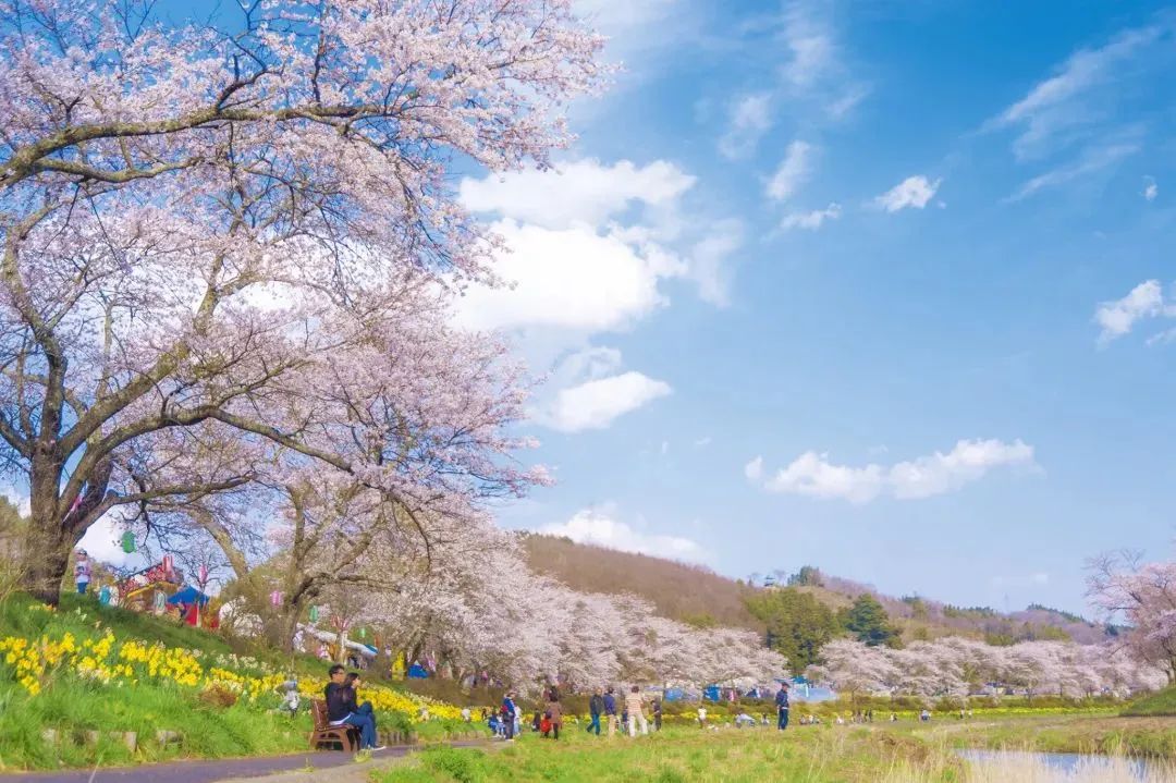 2023日本樱花什么时候开花,2023年日本樱花开放预测