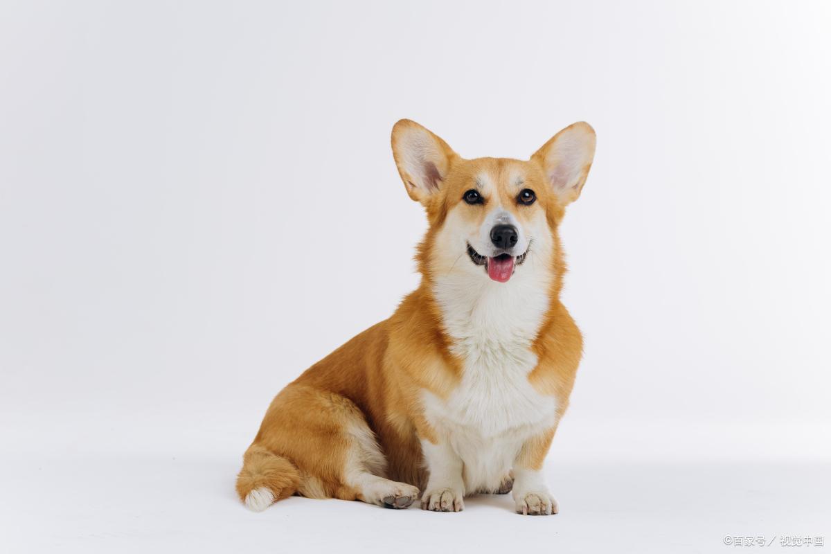 柯基怎么养才能变成好习惯,柯基的日常养法