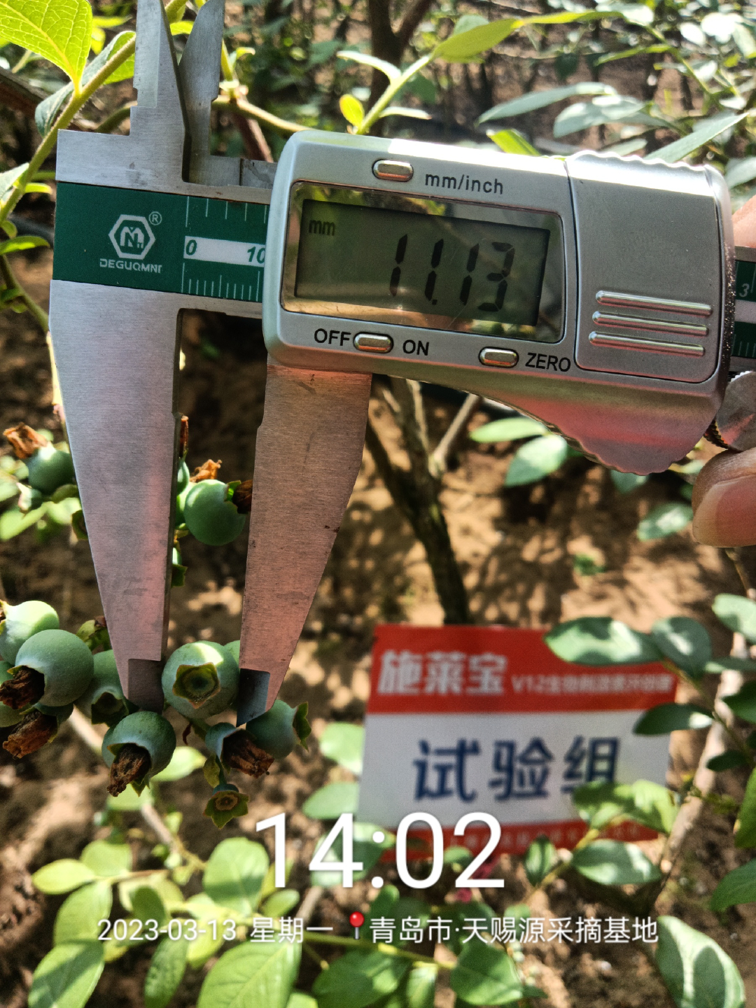 蓝莓大果哪个品种早熟,蓝莓大果新品种