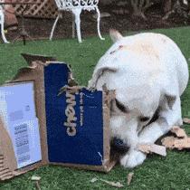 拉布拉多幼犬为什么那么多人养,拉布拉多真的要花很多钱养吗