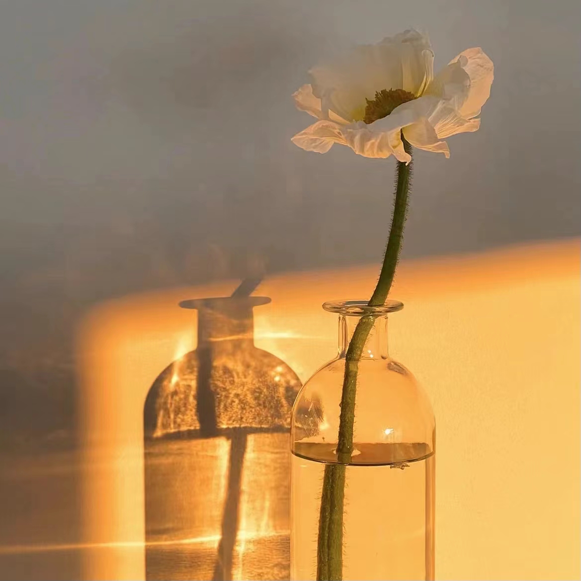 正清园小说项目怎么样,正清园