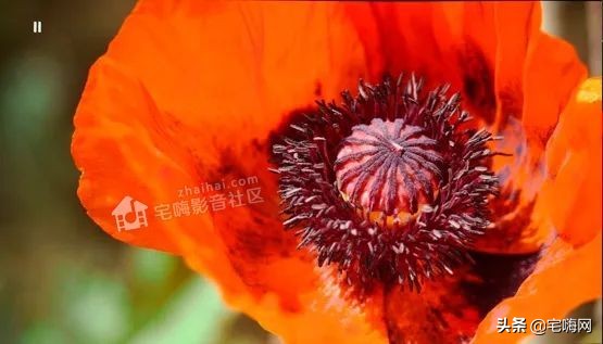 三星samsung55英寸oled测评,三星lsp9t评测