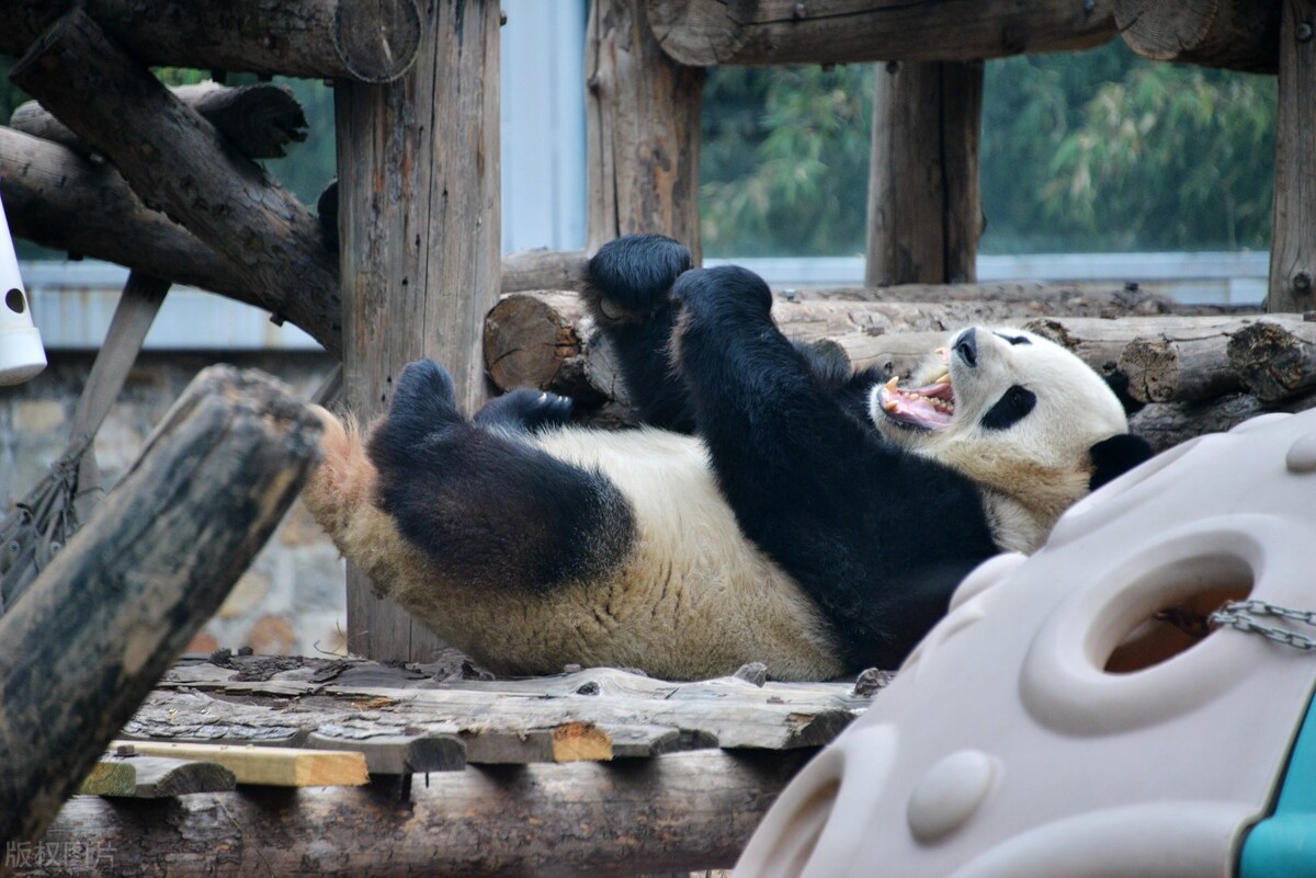 冰墩墩营销成功案例,冰墩墩是如何进行营销和推广的