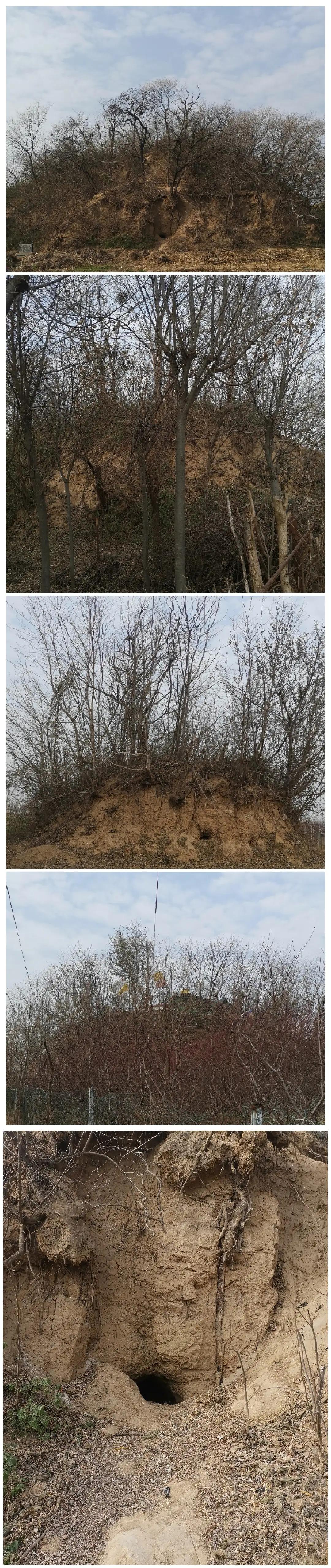 新三国曹植七步赋诗视频,曹植七步赋诗故事