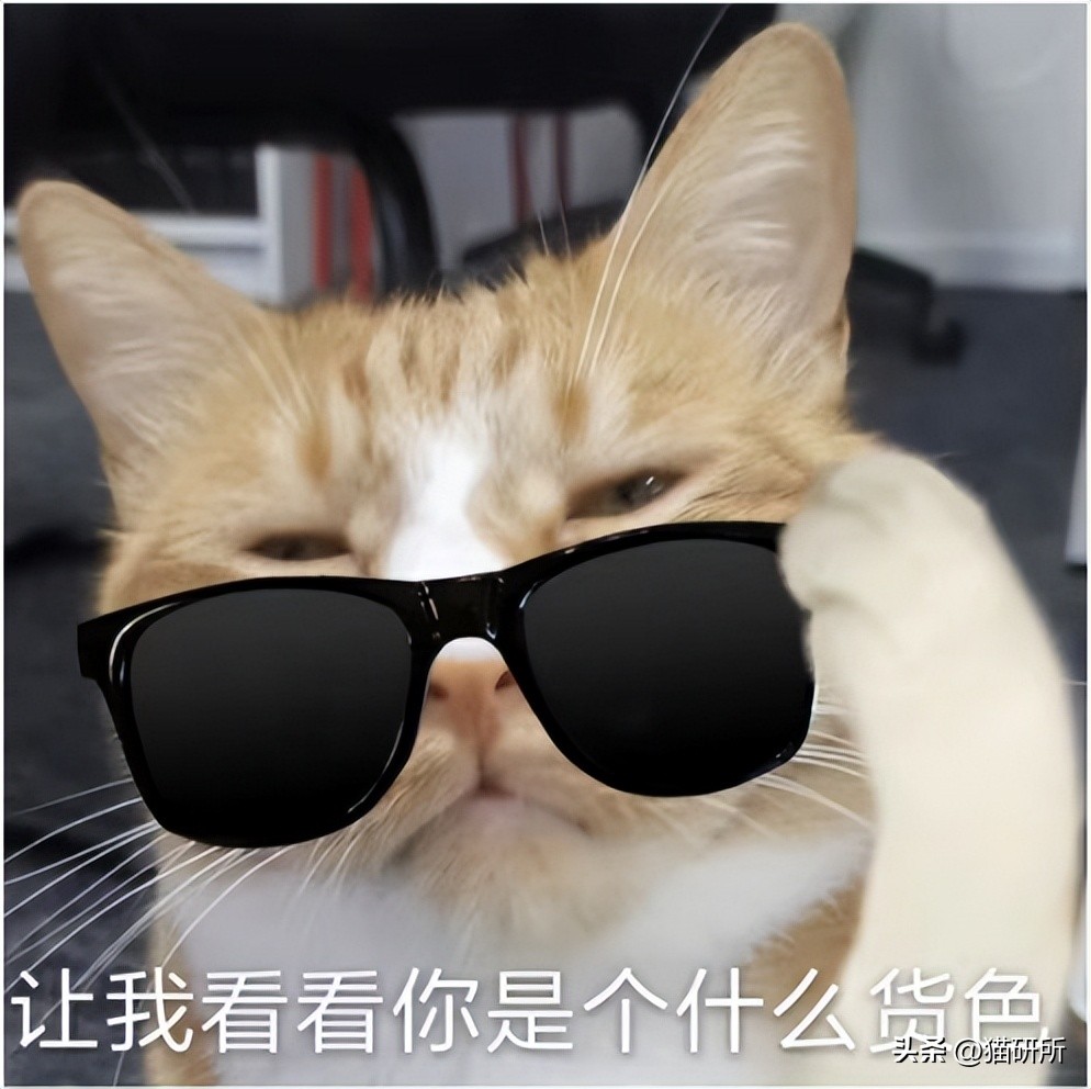 猫咪会嫉妒宠自己的孩子吗,猫咪会嫉妒对另一个小动物好吗
