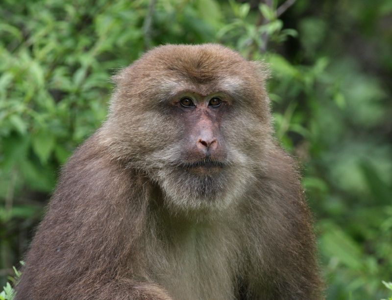 猴王被击毙猴子下跪,猴王被击毙所有猴子一哄而散