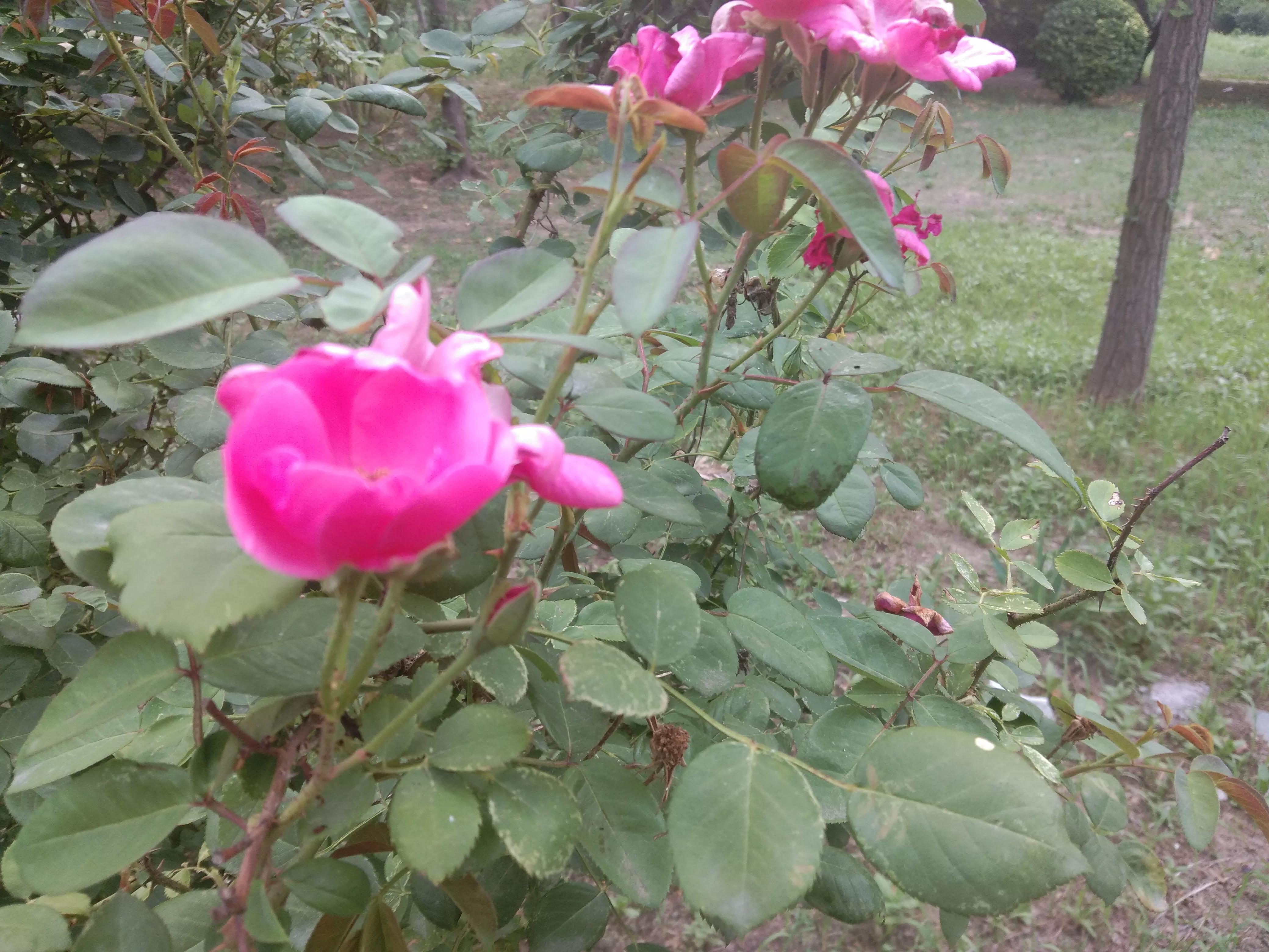 芍药五言诗,芍药花束五朵