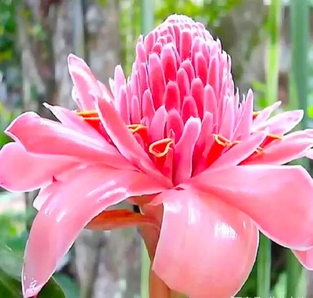 似火炬般的花朵，名字叫做火炬姜