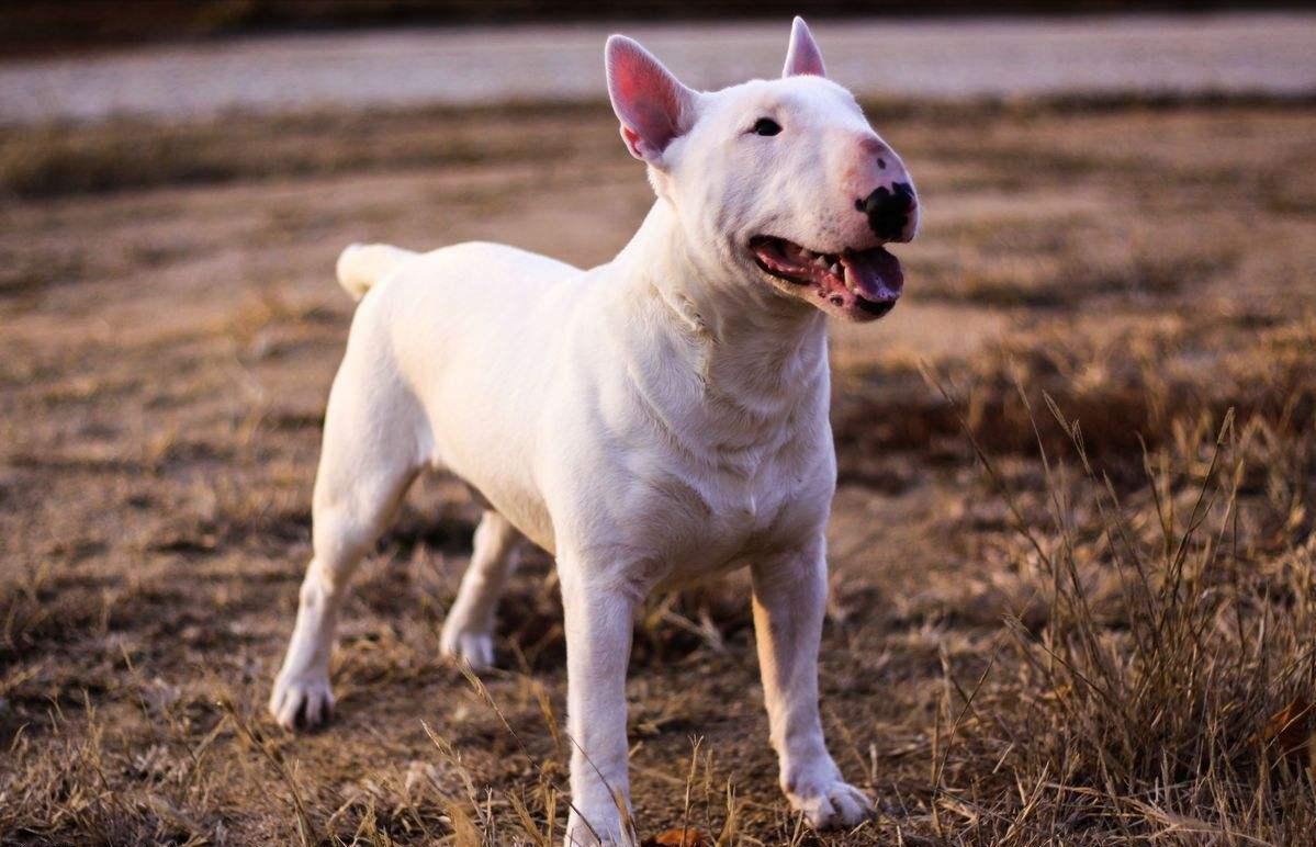 禁养犬名单小狗怎么处理,养犬管理规定48种禁养犬