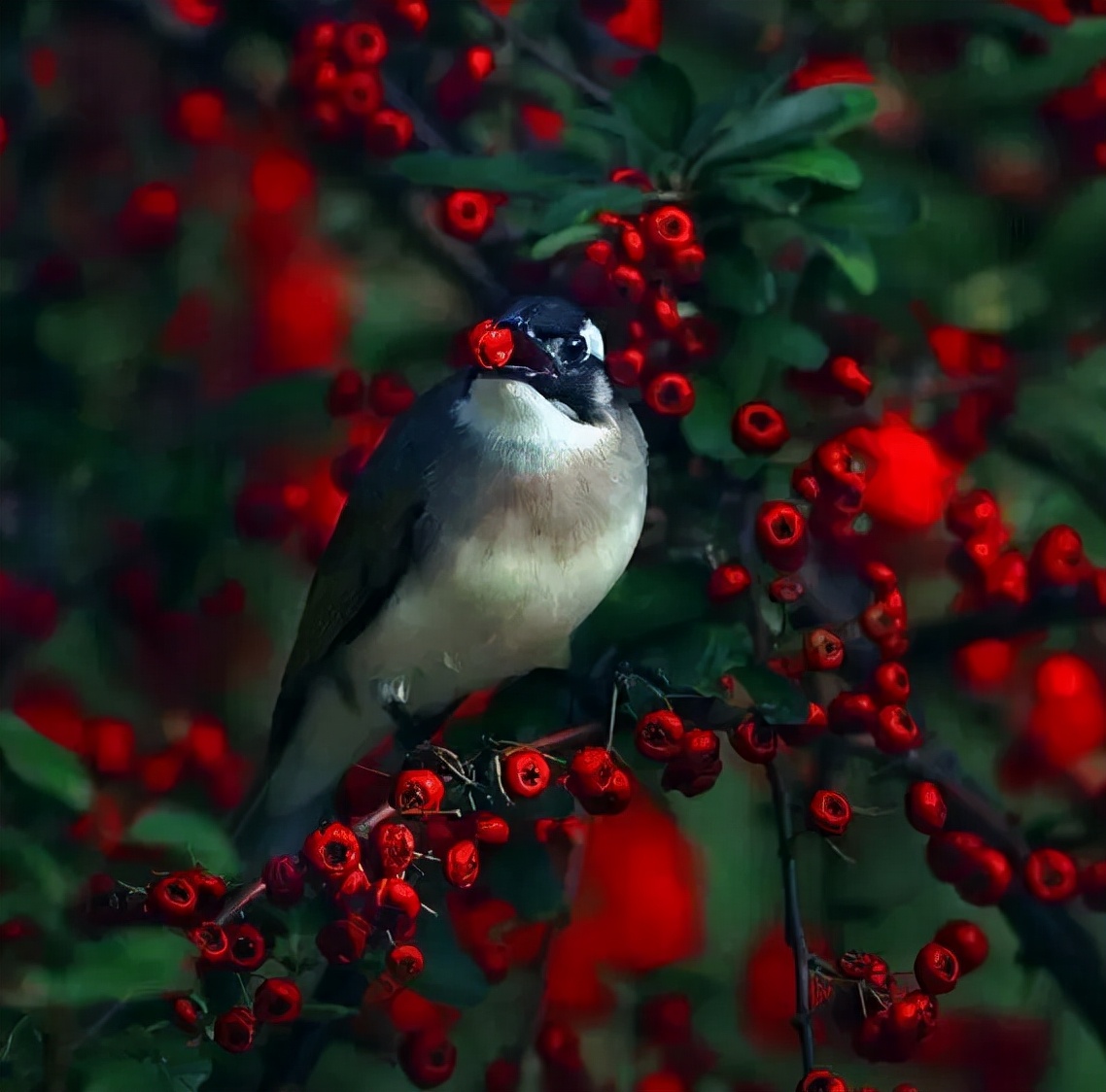 羽色最绚丽的鸟图片,鸟类雨后飞翔照片