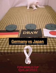 大熊猫成功预测世界杯,世界杯熊猫预测