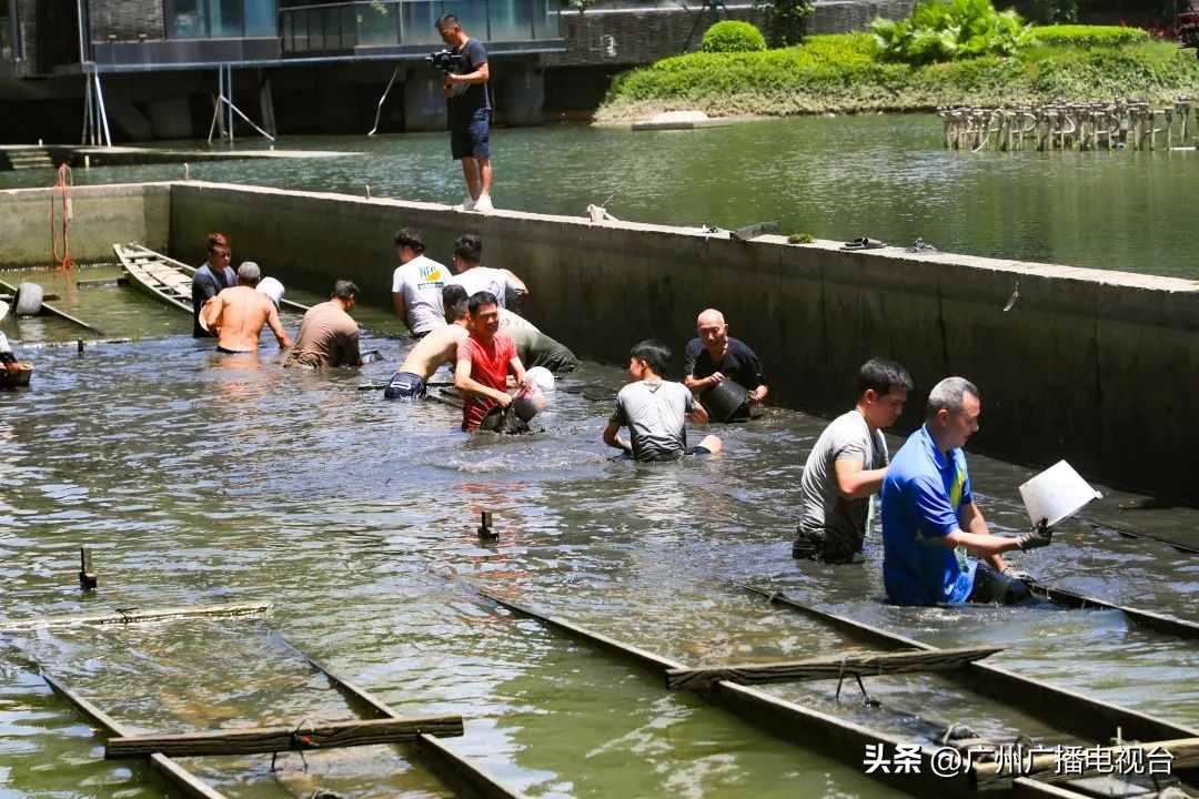 广州乡镇龙船景点介绍图,广州双岗各村龙船视频
