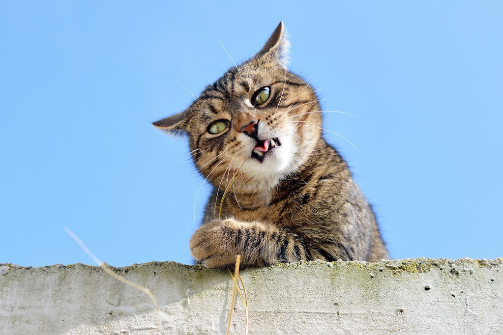 猫为什么越来越粘人去哪里都跟着,猫为什么最近老是喜欢粘人