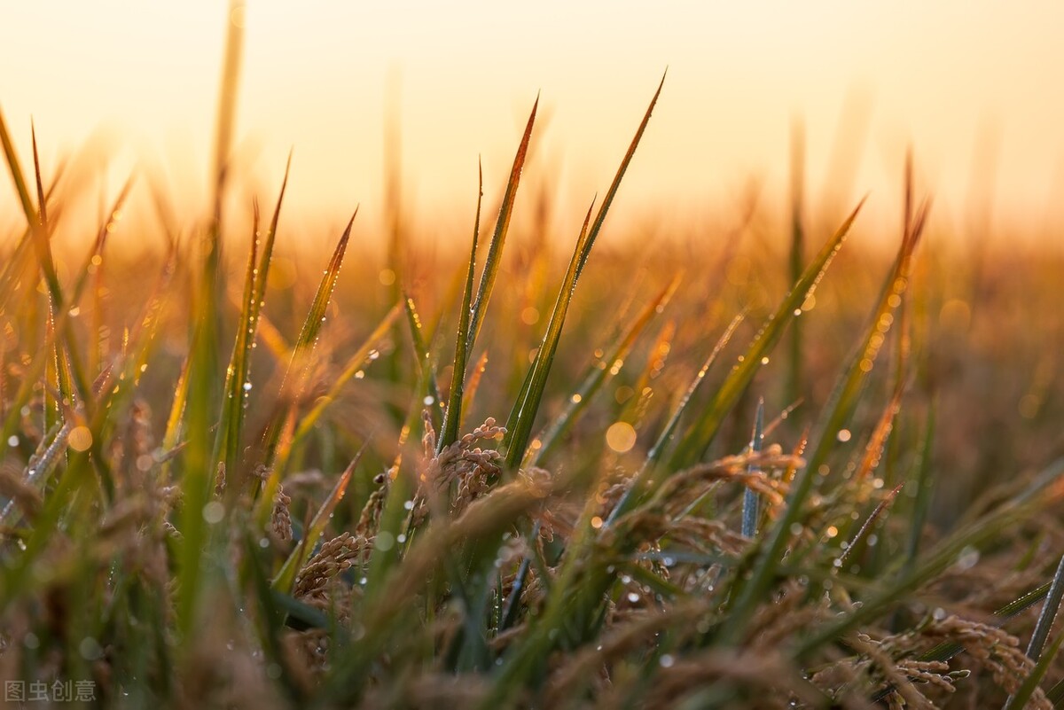 白露节哪天,白露节感怀