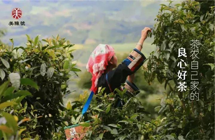 对标1068万“锦绣茶尊”的茶叶，是什么味？