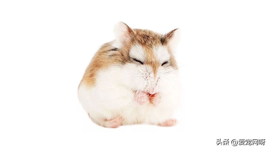 仓鼠品种大全及图片,仓鼠哪些品种不咬人