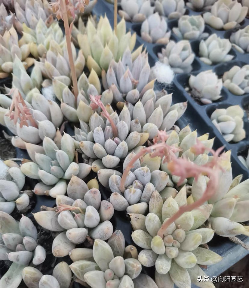 多肉怎么用叶片繁殖,多肉几月份适合砍头或叶插