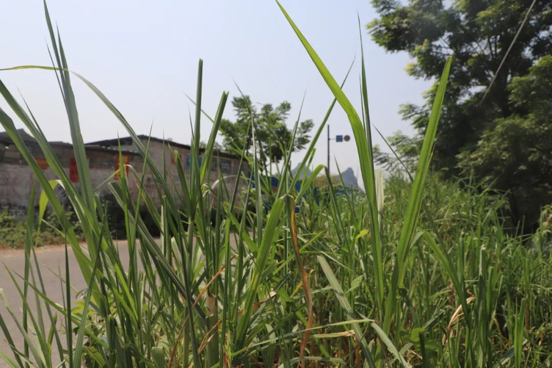 柳州涉案1.2个亿,柳州捣毁一黑加油站