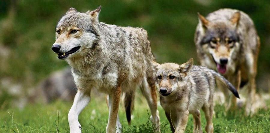 狼群只有狼王才能生后代吗,狼群中只有狼王有交配权吗